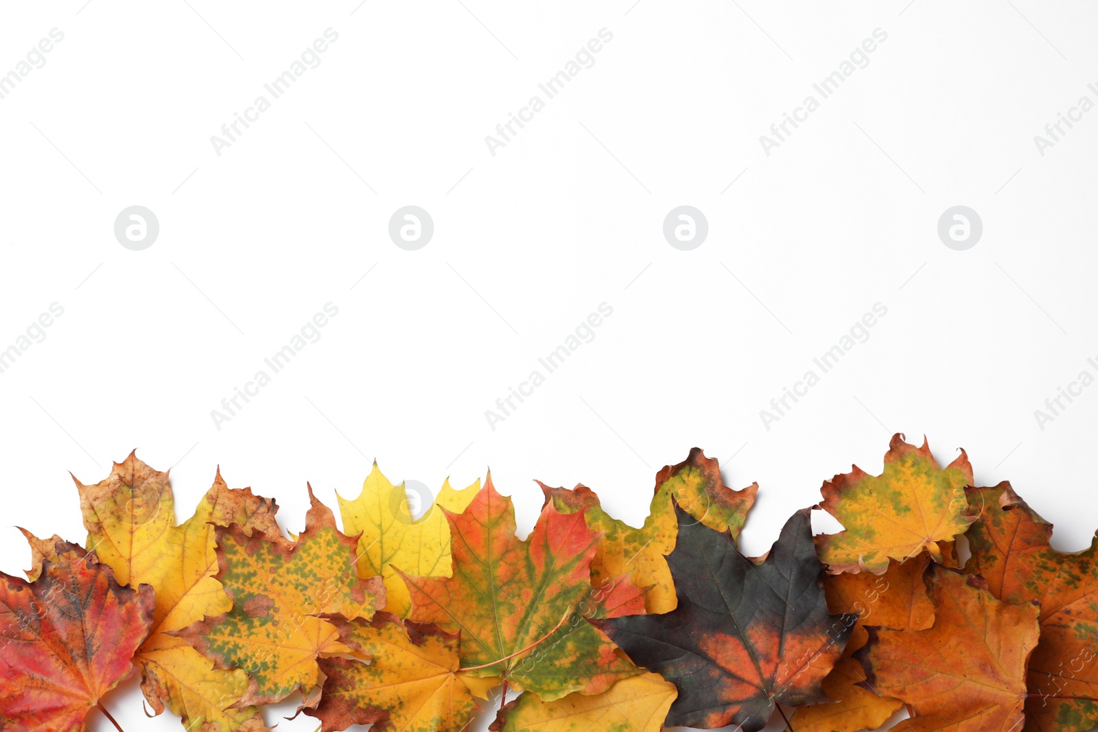 Photo of Dry leaves of maple tree on white background, top view. Autumn season