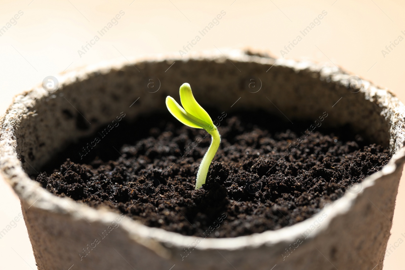 Photo of Pot with little green seedling growing in soil, closeup