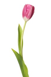 Beautiful pink tulip flower isolated on white