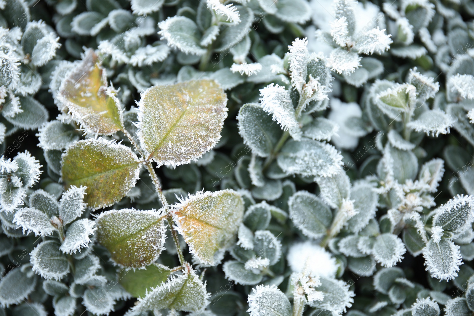 Photo of Leaves covered with hoarfrost outdoors on cold winter morning, closeup