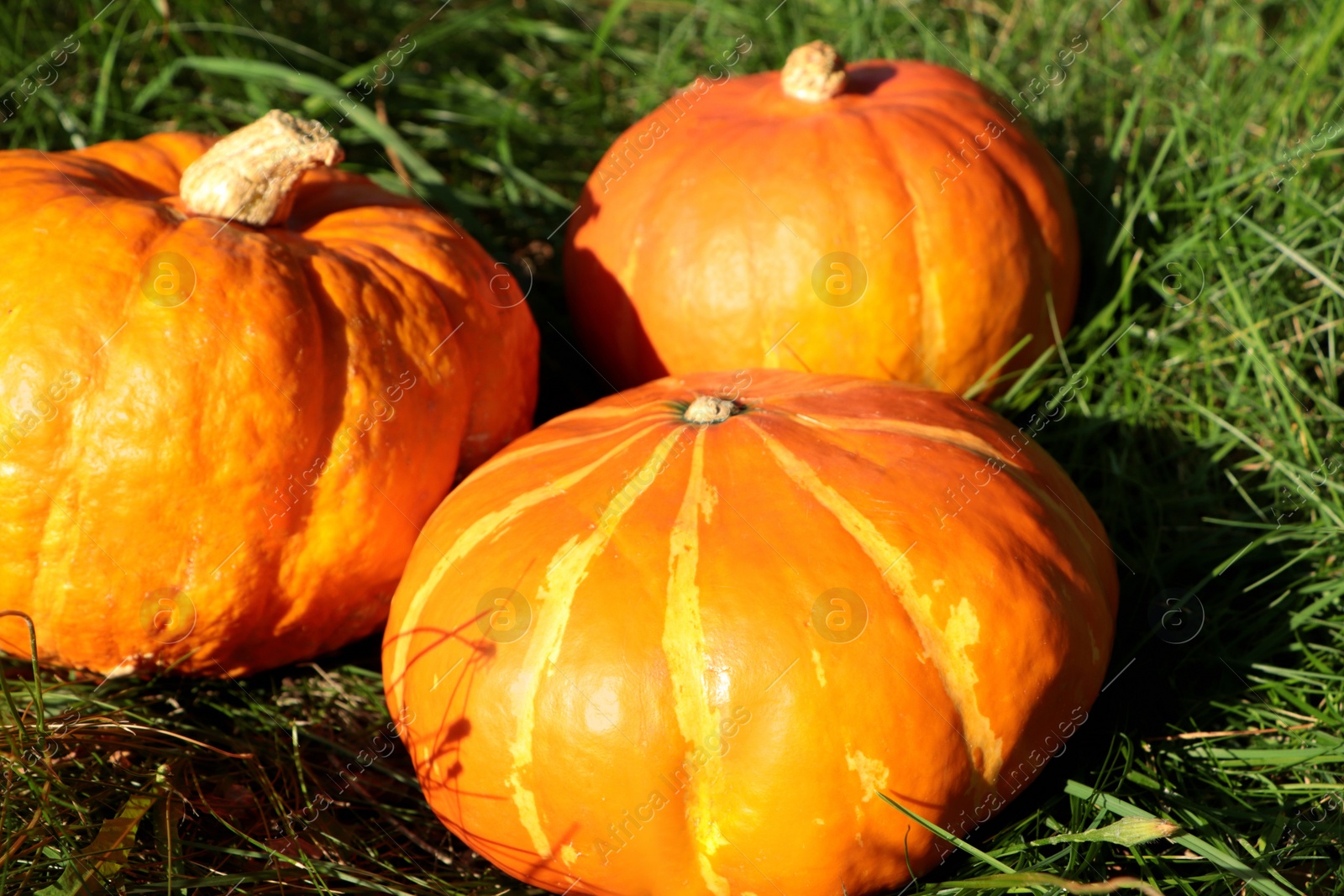 Photo of Whole ripe orange pumpkins among green grass outdoors, closeup