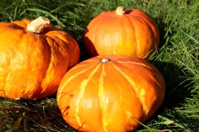 Whole ripe orange pumpkins among green grass outdoors, closeup