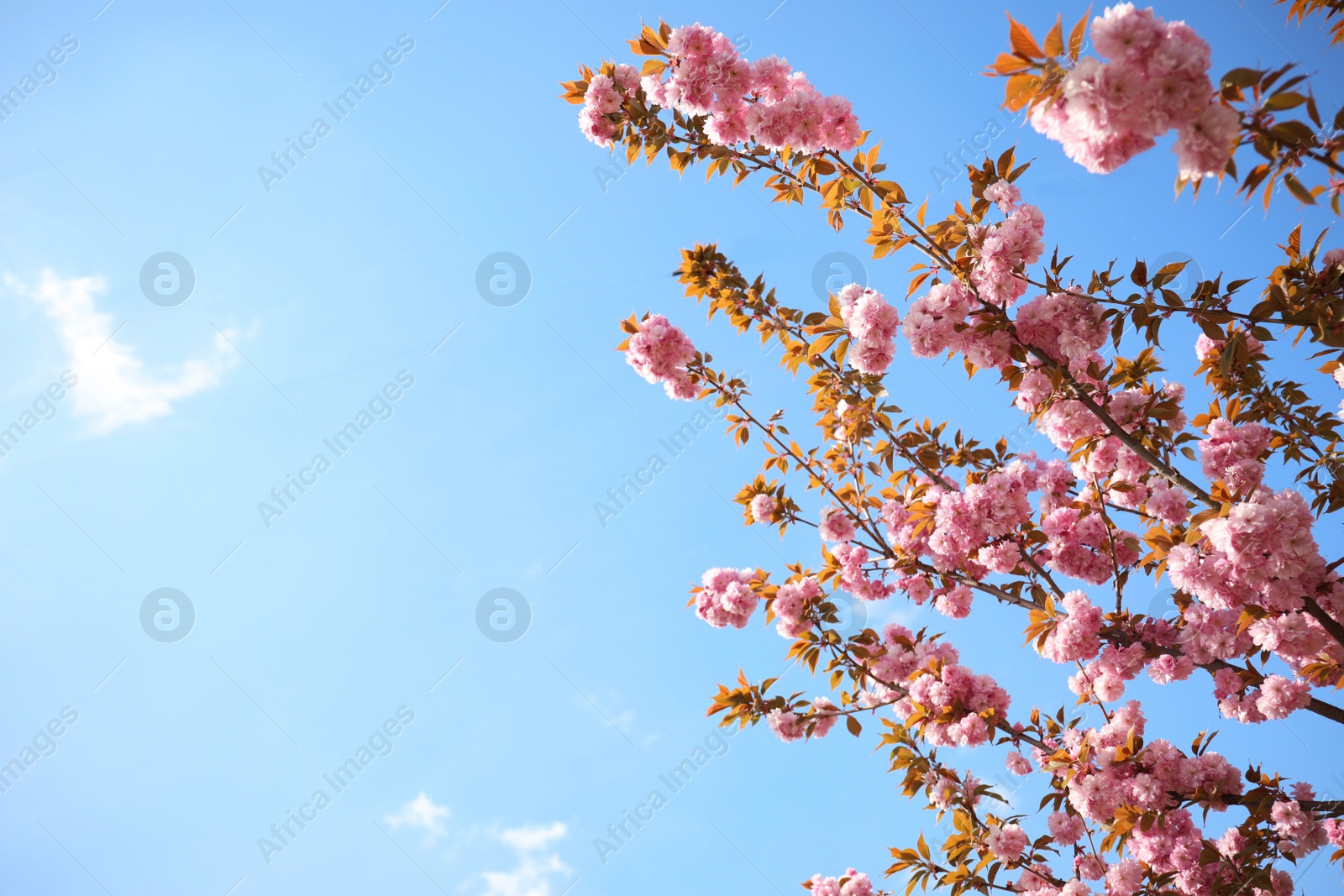 Photo of Closeup view of blossoming pink sakura tree outdoors