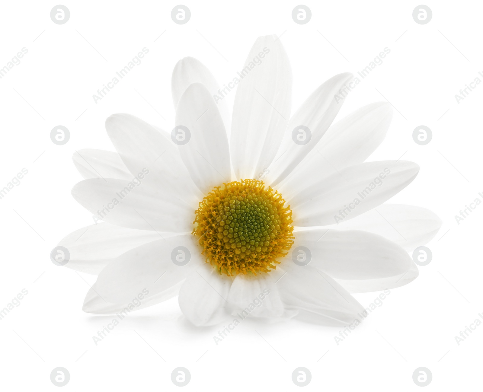 Photo of Beautiful and delicate chamomile flower on white background