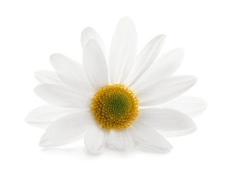 Beautiful and delicate chamomile flower on white background