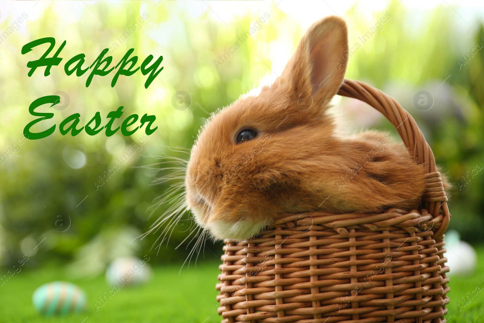 Image of Adorable fluffy bunny in wicker basket outdoors, closeup. Happy Easter 