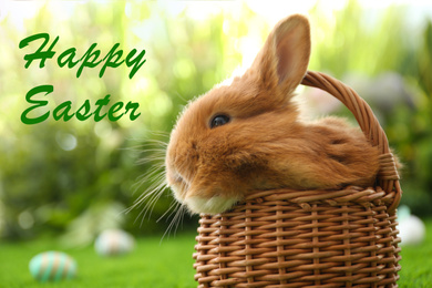 Adorable fluffy bunny in wicker basket outdoors, closeup. Happy Easter 