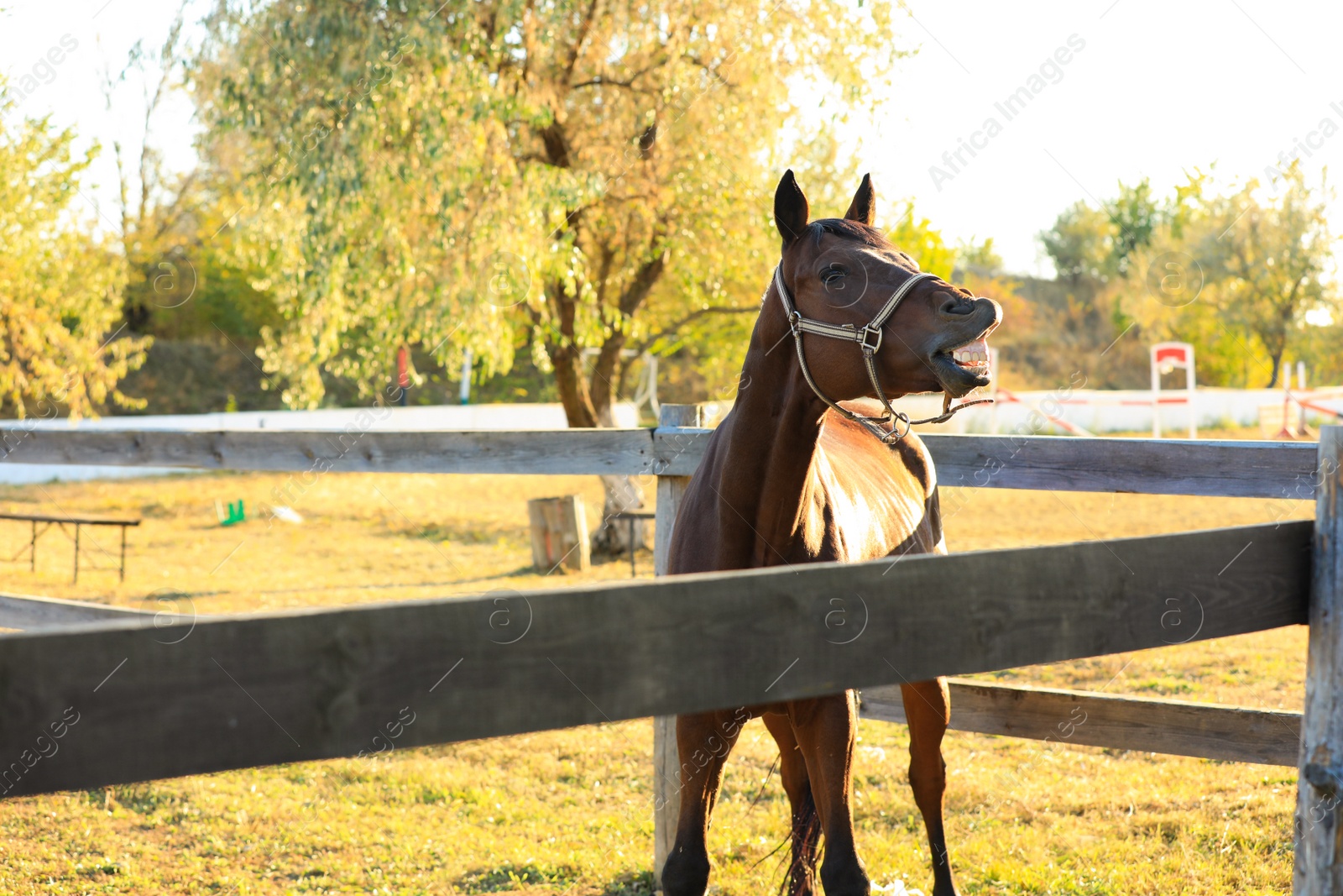 Photo of Chestnut horse outdoors on sunny day. Beautiful pet