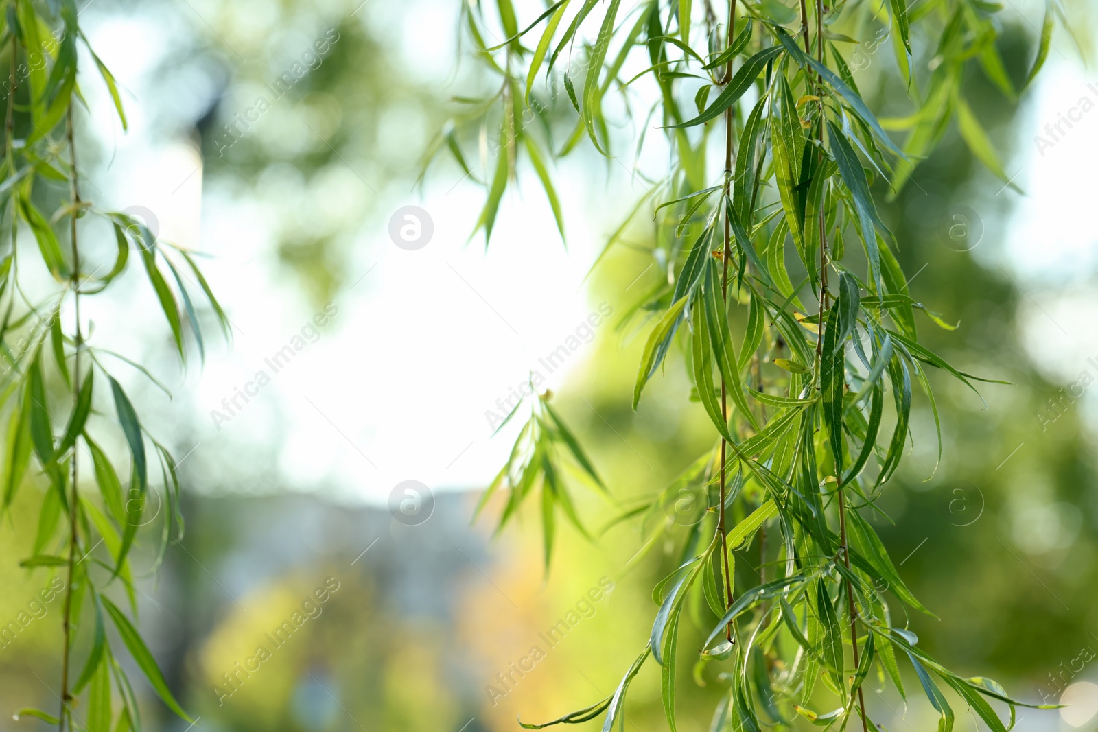 Photo of Beautiful willow tree with green leaves outdoors on sunny day, closeup. Space for text