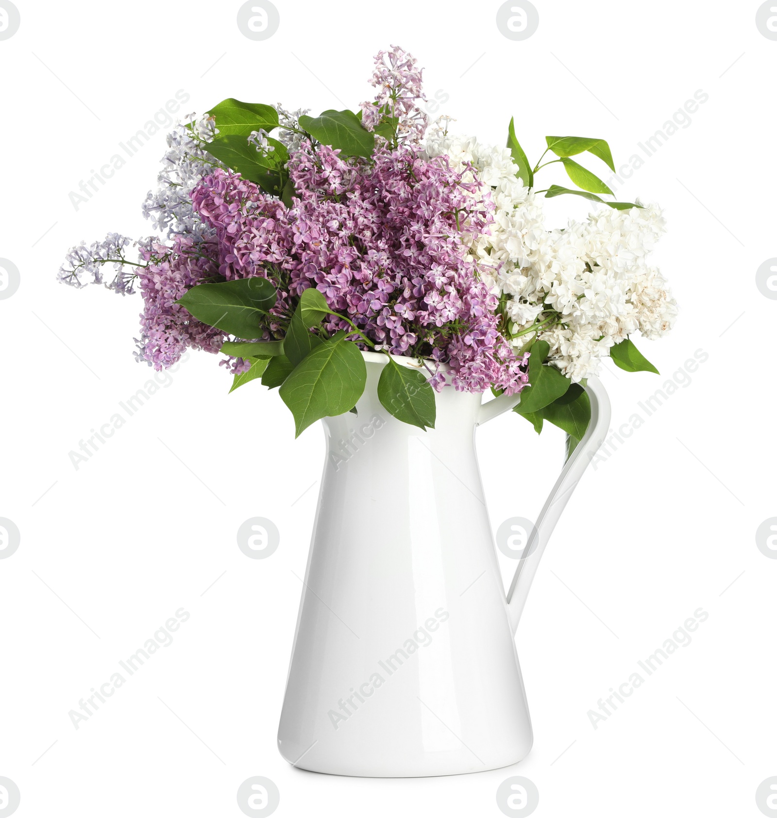 Photo of Beautiful lilac flowers in vase isolated on white