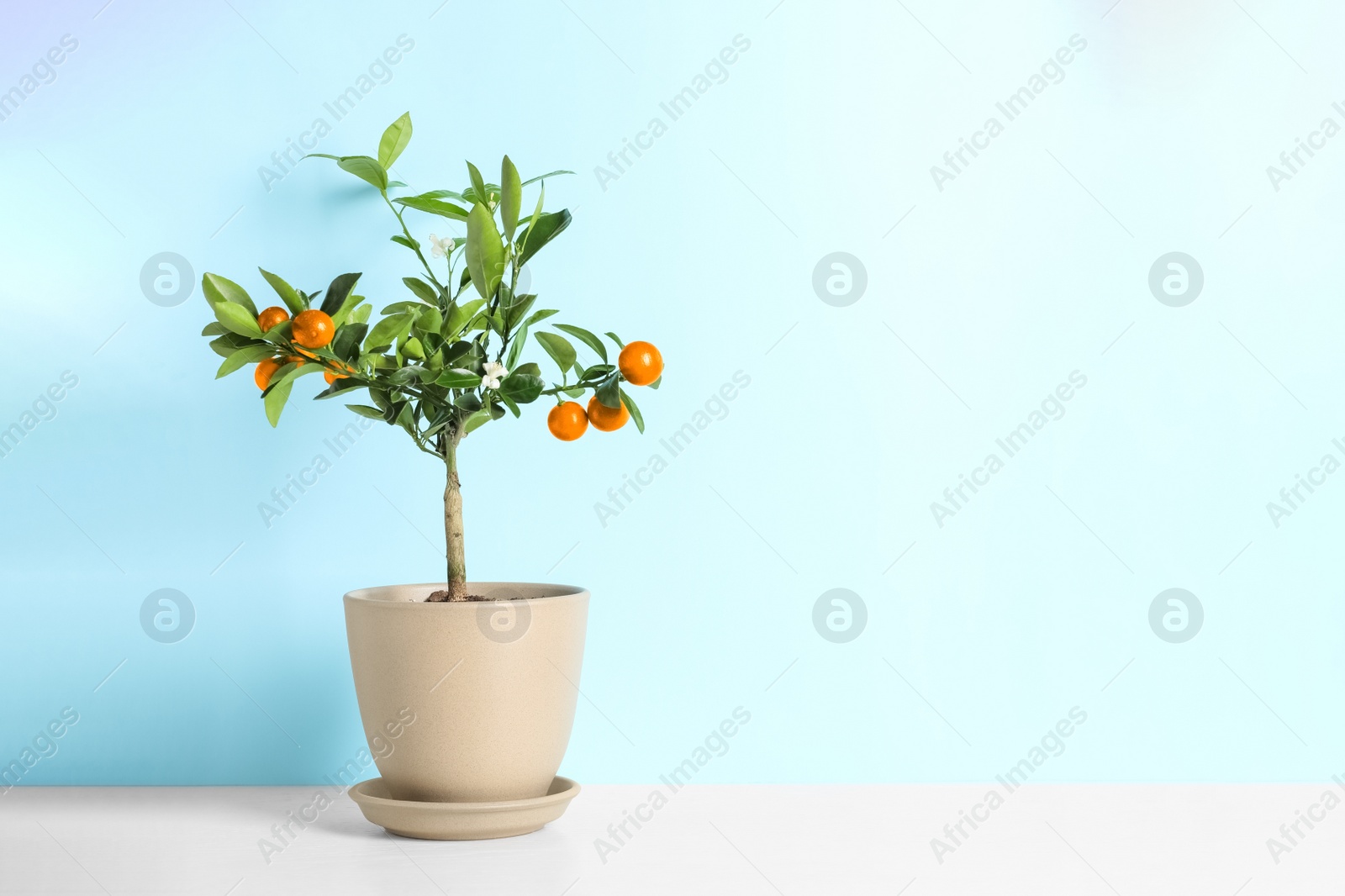 Photo of Citrus tree in pot on table against color background. Space for text