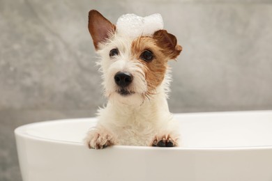 Photo of Portrait of cute dog with shampoo foam on head in bath tub indoors