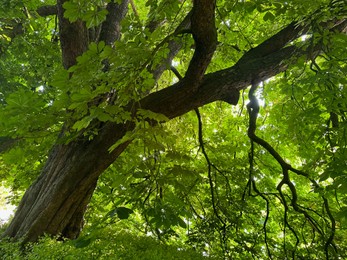 Photo of Beautiful chestnut tree with lush green leaves growing outdoors