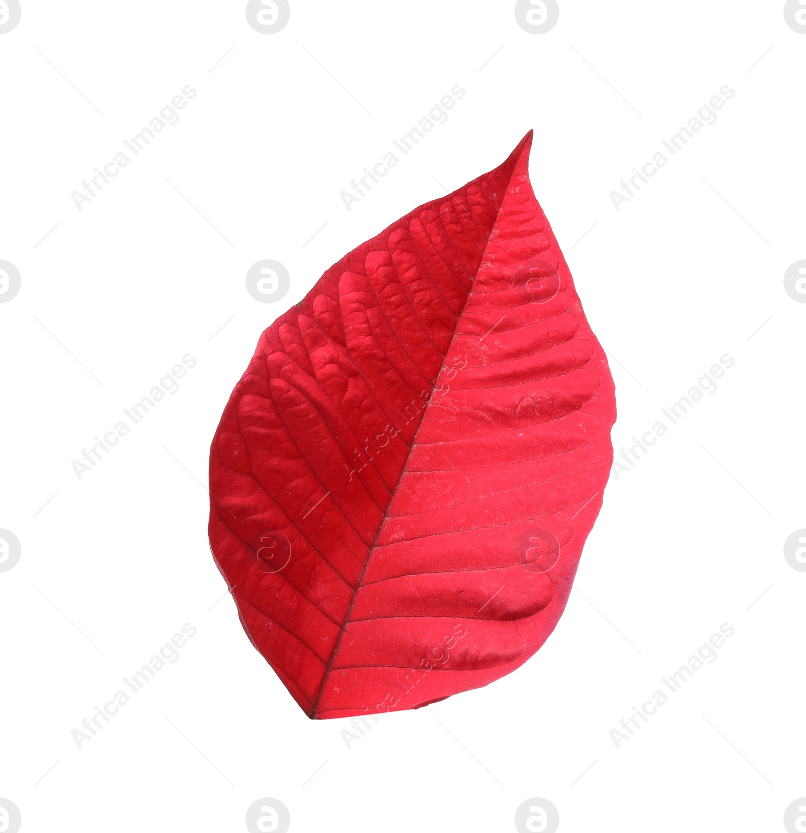 Photo of Leaf of tropical poinsettia plant isolated on white