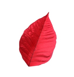 Photo of Leaf of tropical poinsettia plant isolated on white