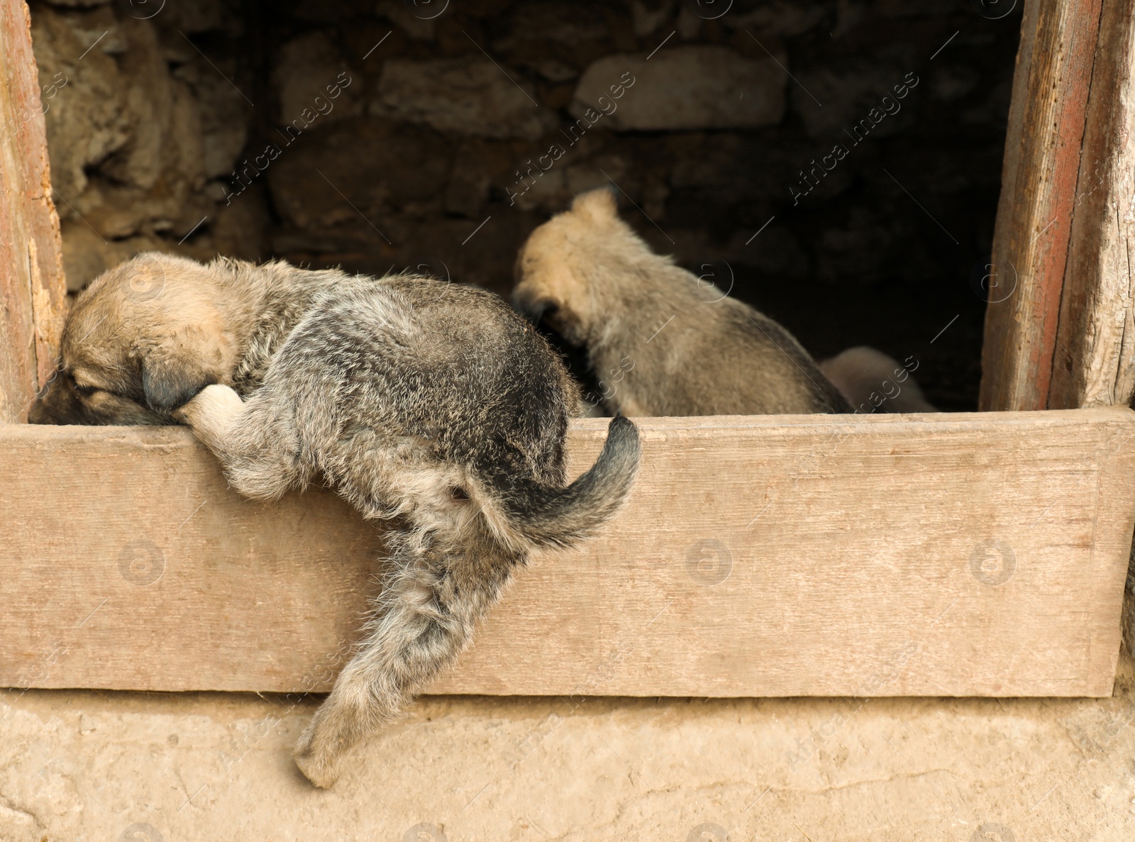 Photo of Homeless puppies in abandoned house. Stray baby animals