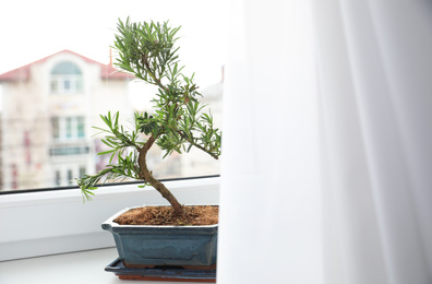 Photo of Japanese bonsai plant on window sill. Creating zen atmosphere at home