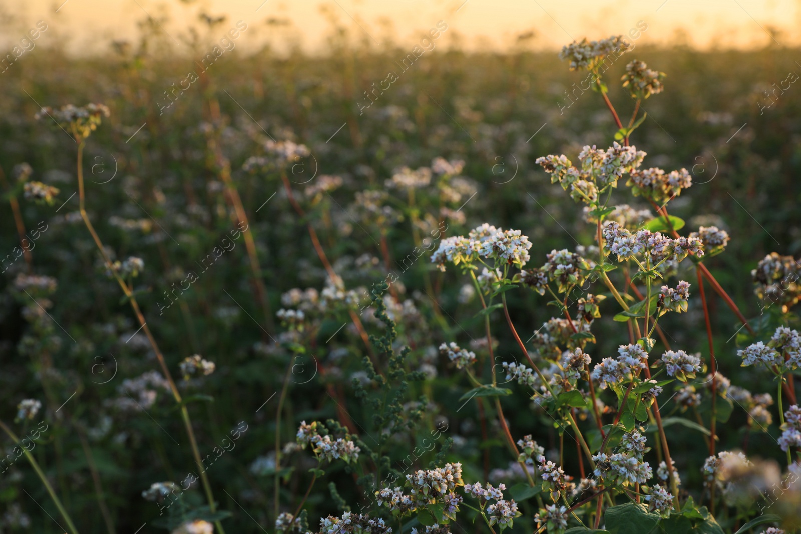 Photo of Many beautiful buckwheat flowers growing in field