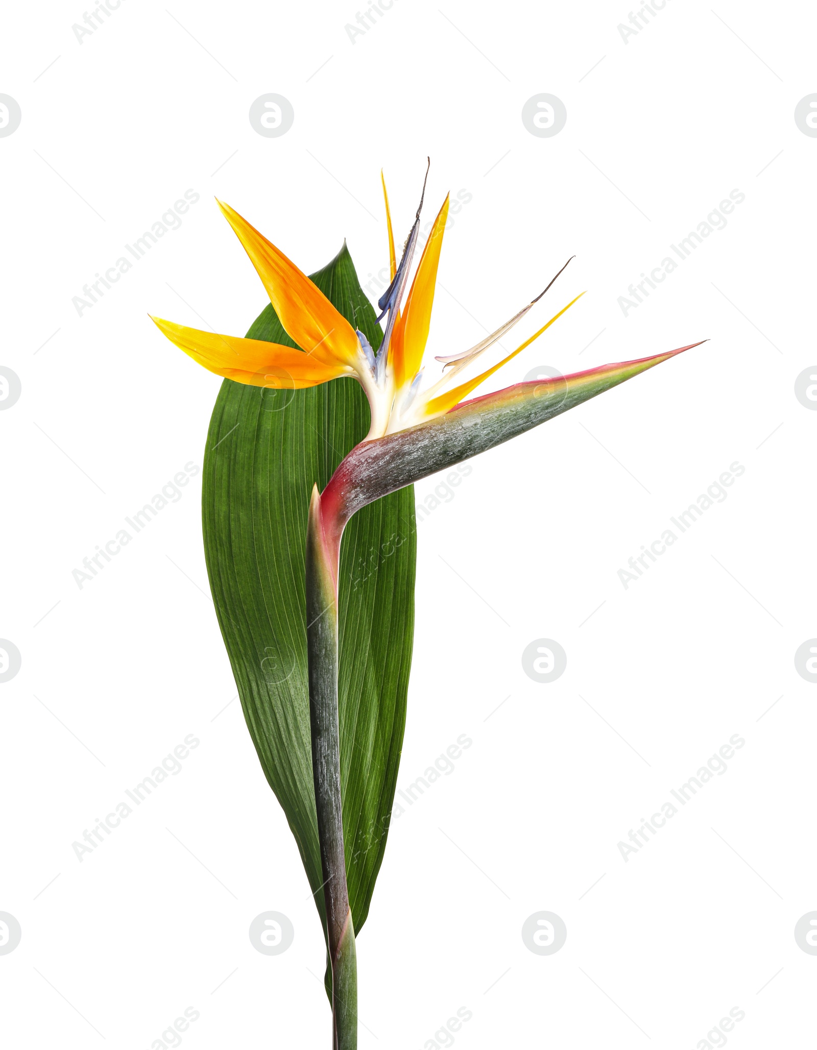 Photo of Bird of Paradise tropical flower isolated on white