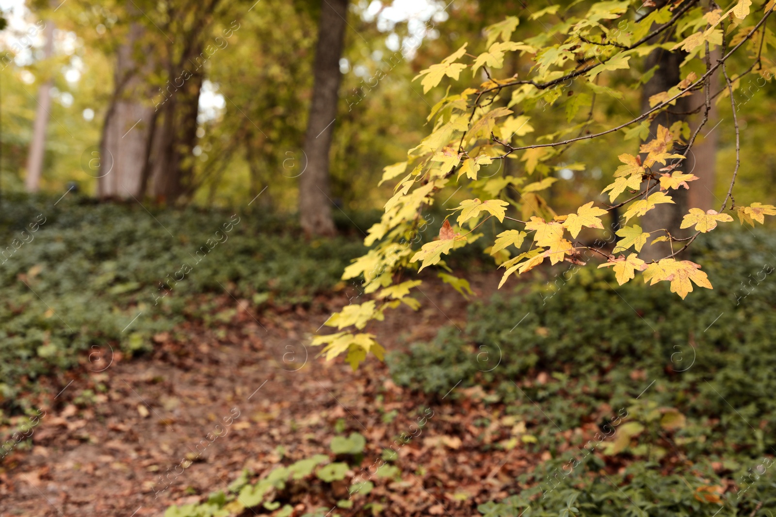 Photo of View of autumn forest, focus on branches with leaves