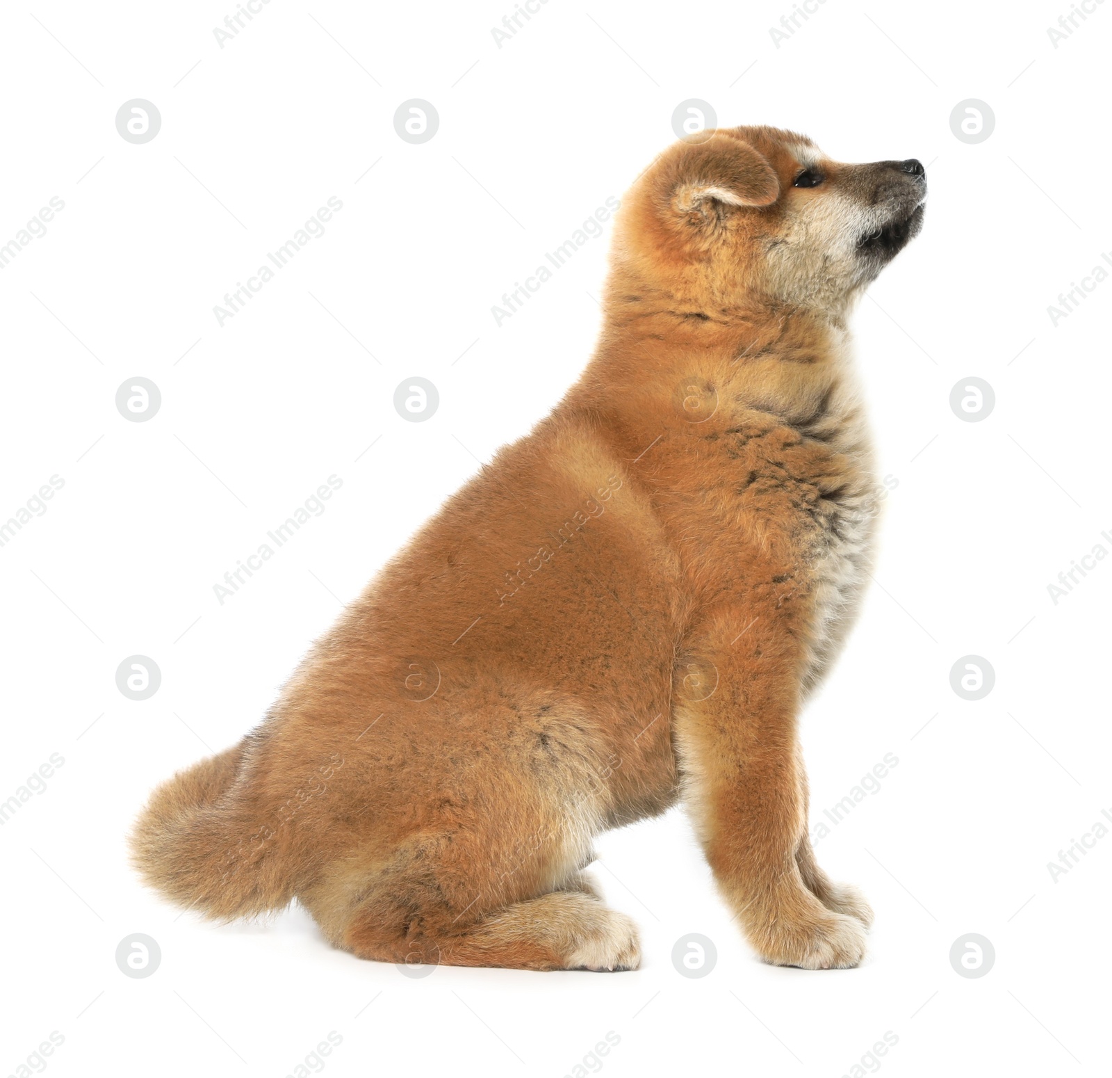 Photo of Cute Akita Inu puppy on white background. Baby animal