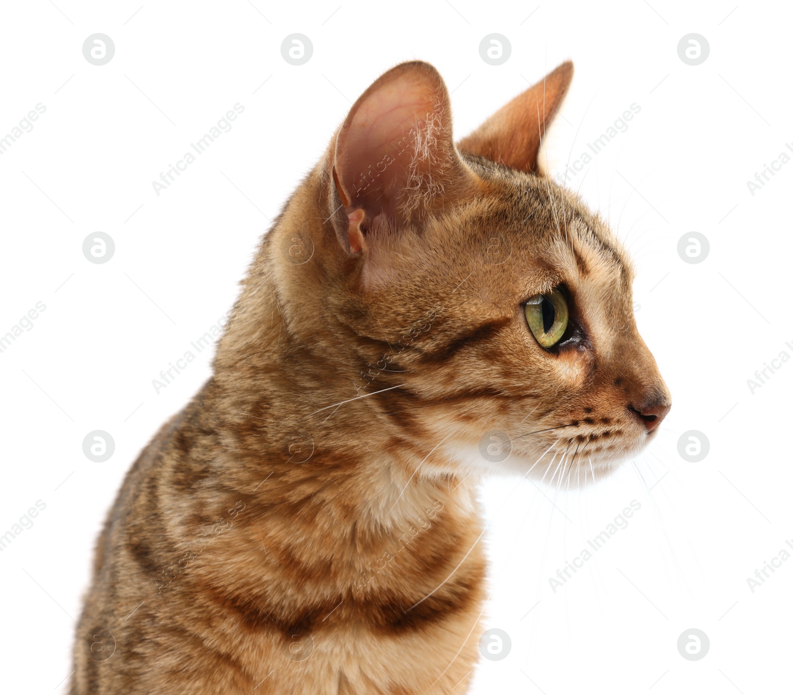 Photo of Cute Bengal cat on white background. Adorable pet