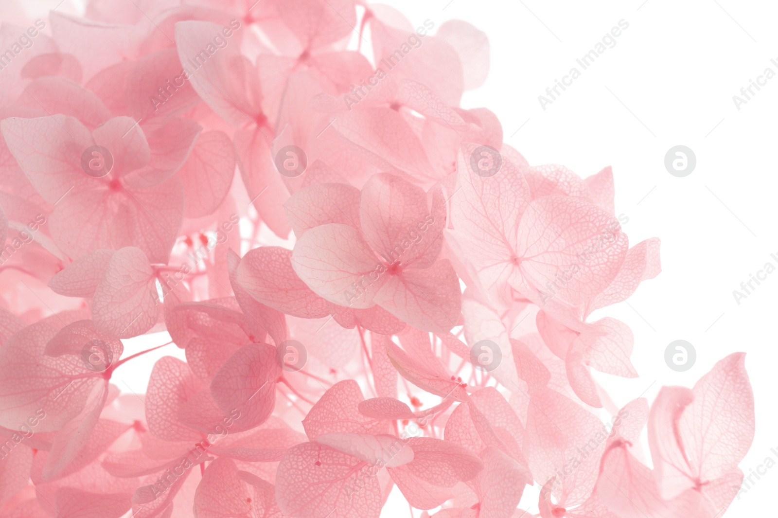 Photo of Beautiful pink hortensia flowers on white background, closeup