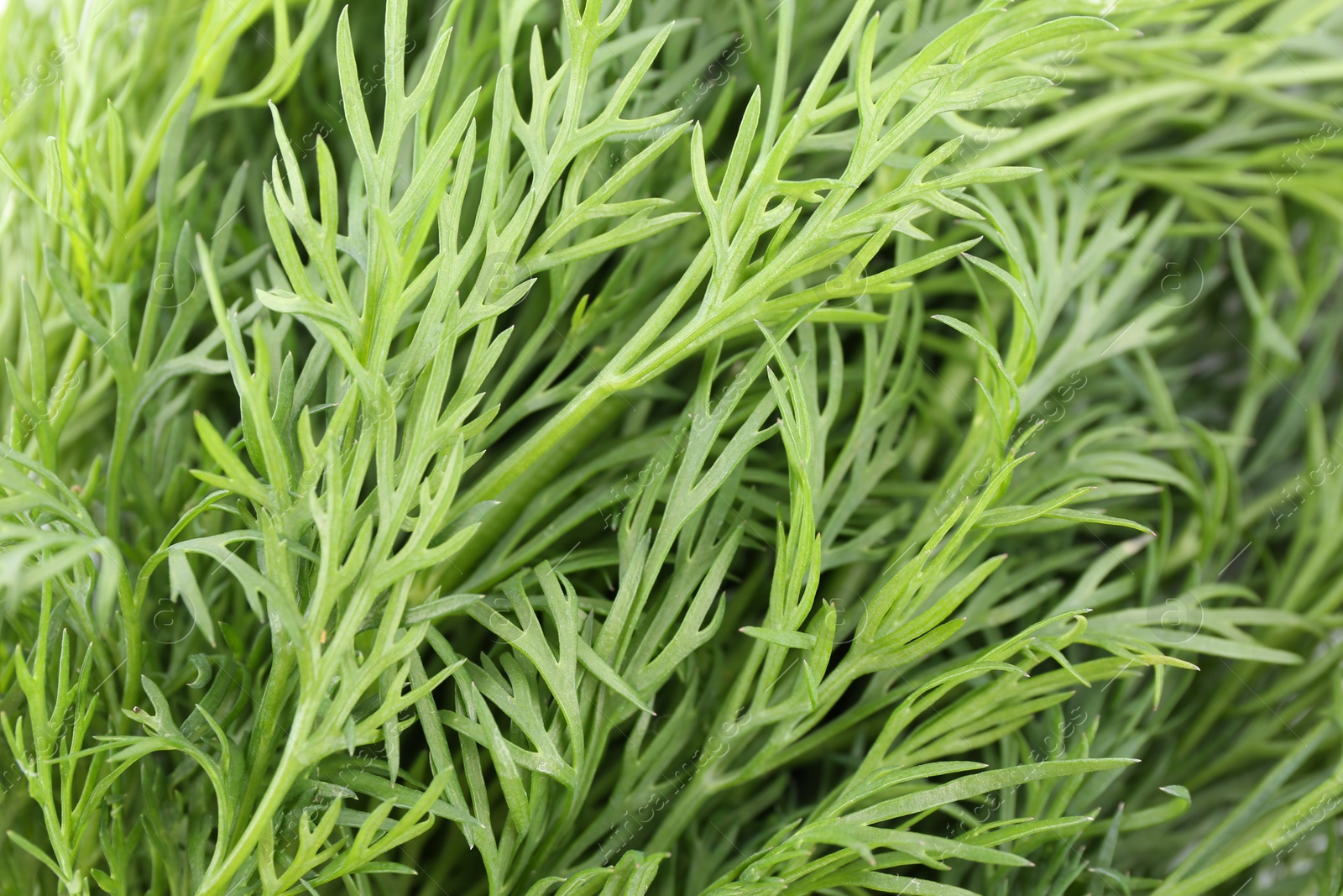 Photo of Sprigs of fresh dill as background, closeup view