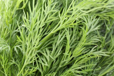 Sprigs of fresh dill as background, closeup view