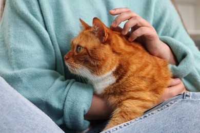 Woman petting cute cat at home, closeup