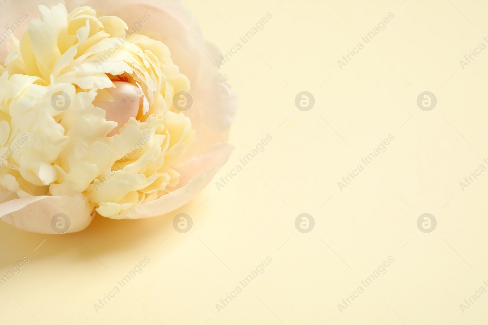 Photo of Beautiful peony on beige background. Space for text
