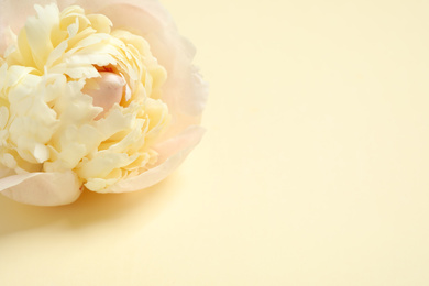 Photo of Beautiful peony on beige background. Space for text