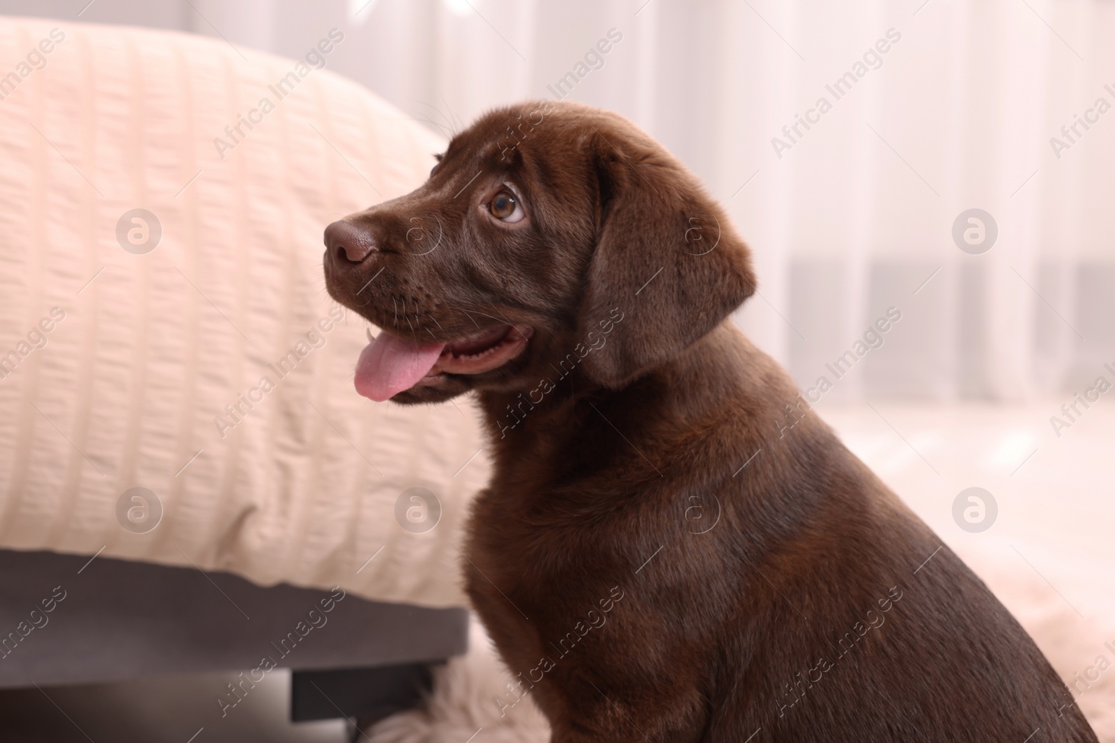 Photo of Cute chocolate Labrador Retriever puppy at home. Lovely pet