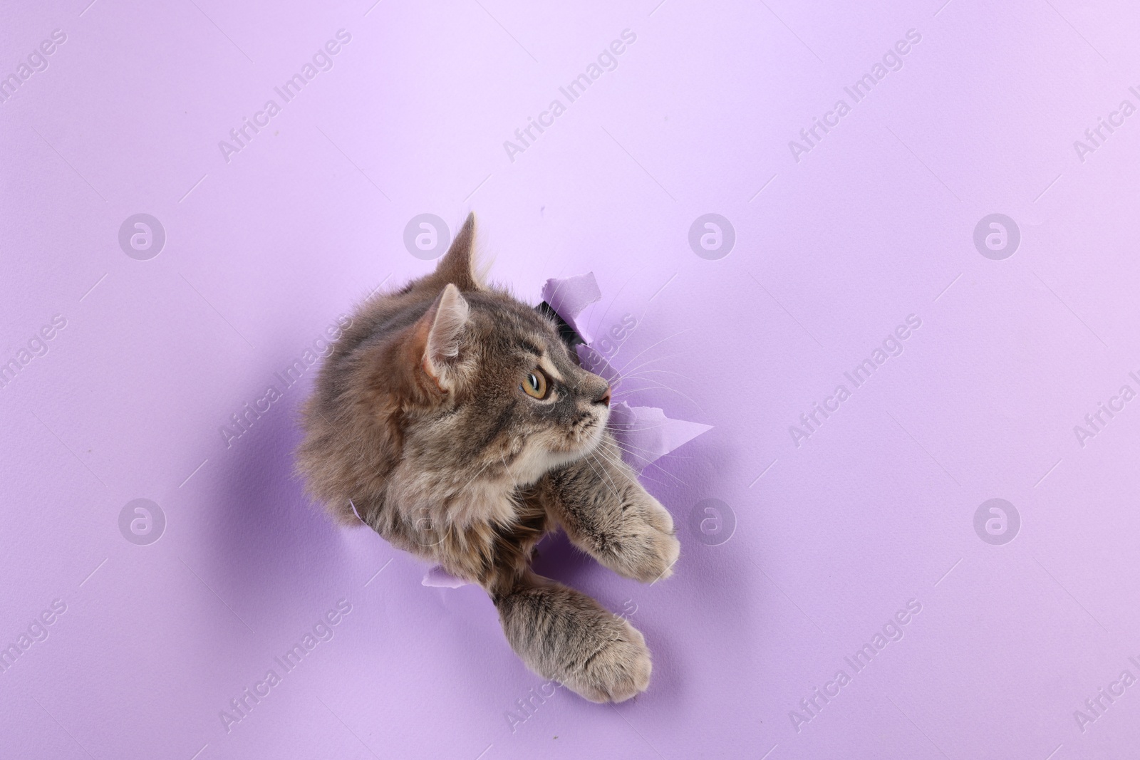 Photo of Cute cat looking through hole in violet paper