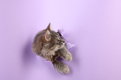 Cute cat looking through hole in violet paper