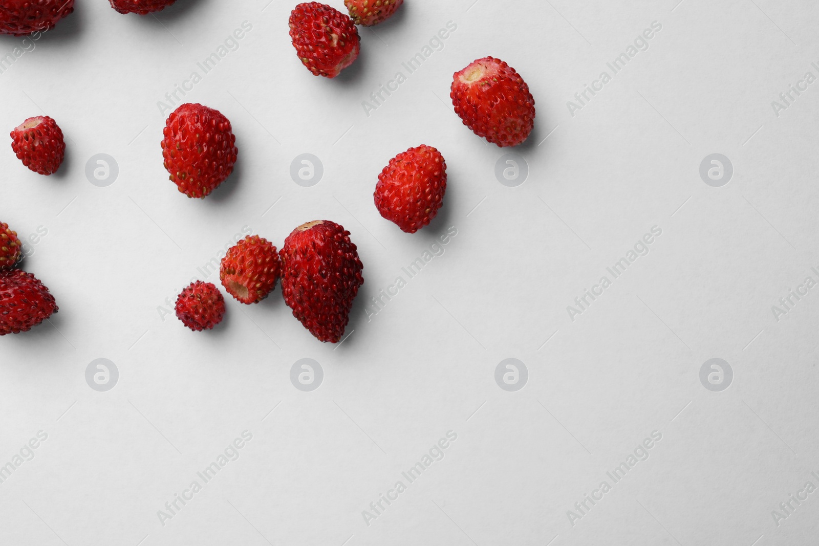 Photo of Many fresh wild strawberries on white background, flat lay. Space for text