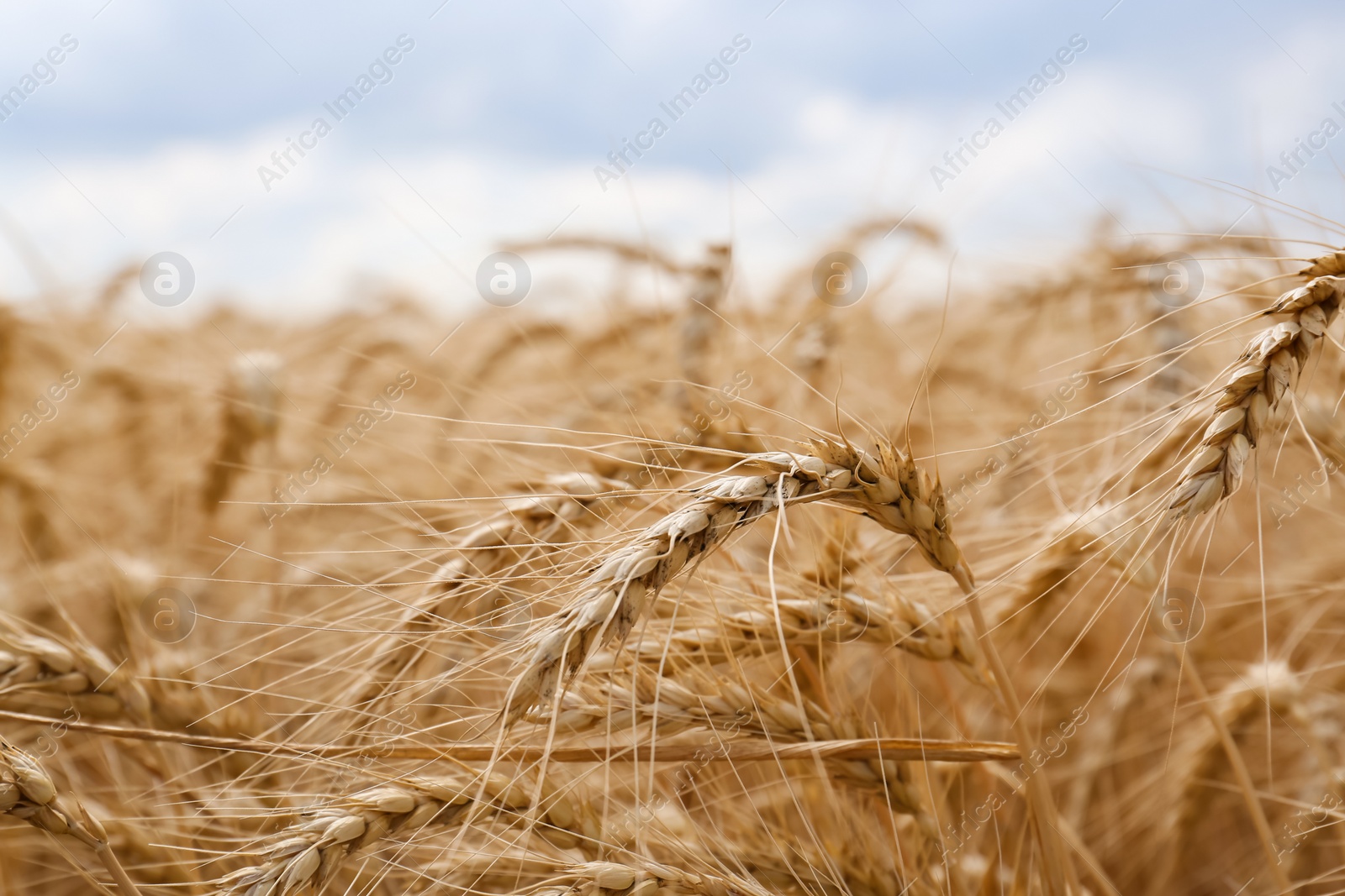 Photo of Ripe wheat spikes in agricultural field, closeup