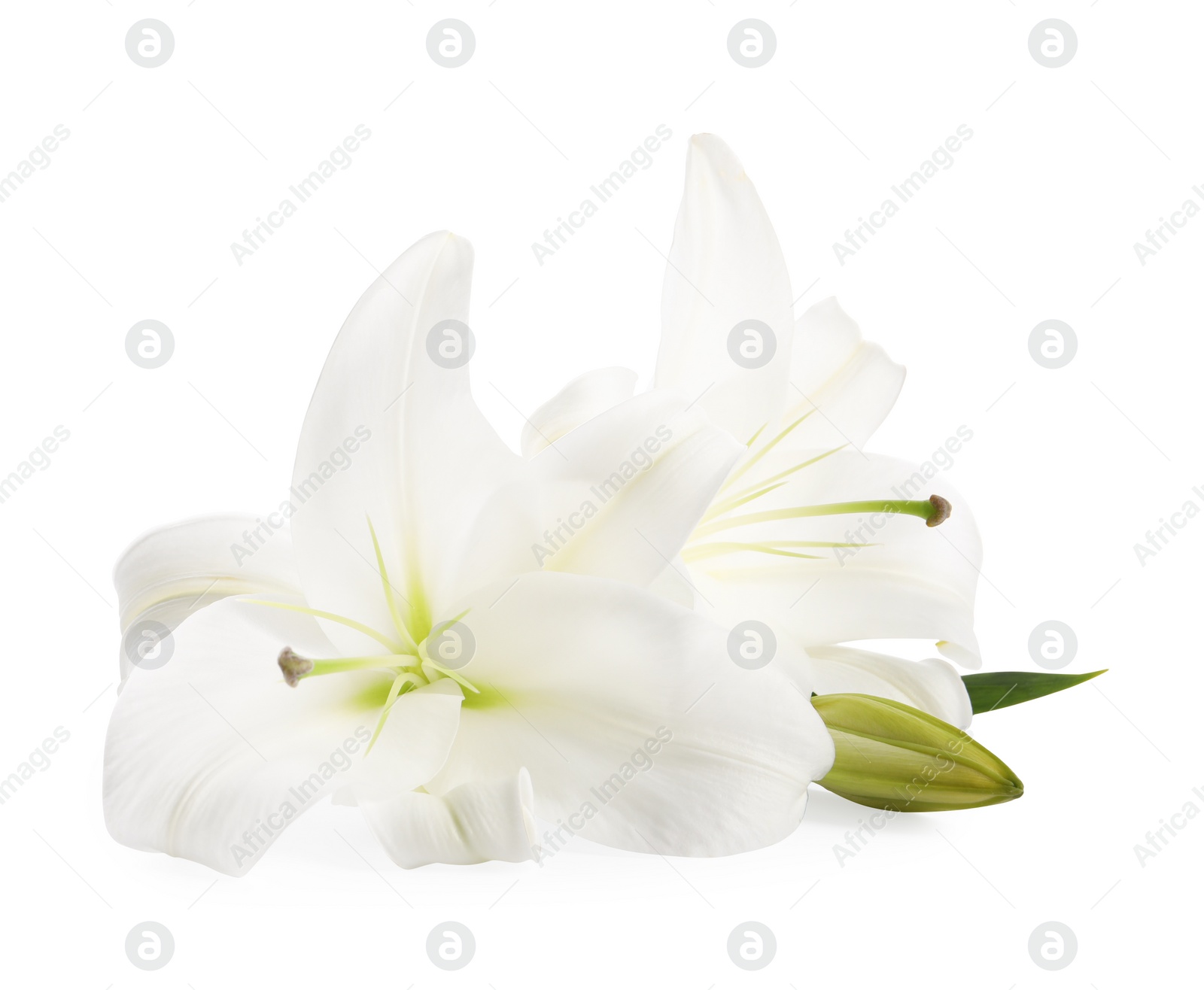 Photo of Beautiful fresh lily flowers isolated on white