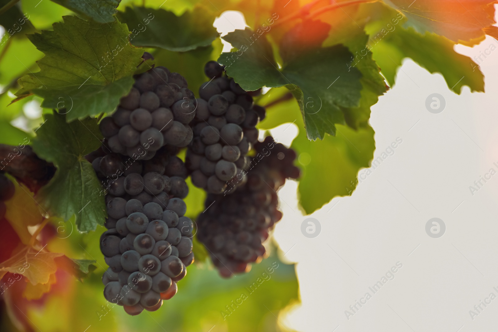 Photo of Delicious ripe grapes in vineyard. Harvest season