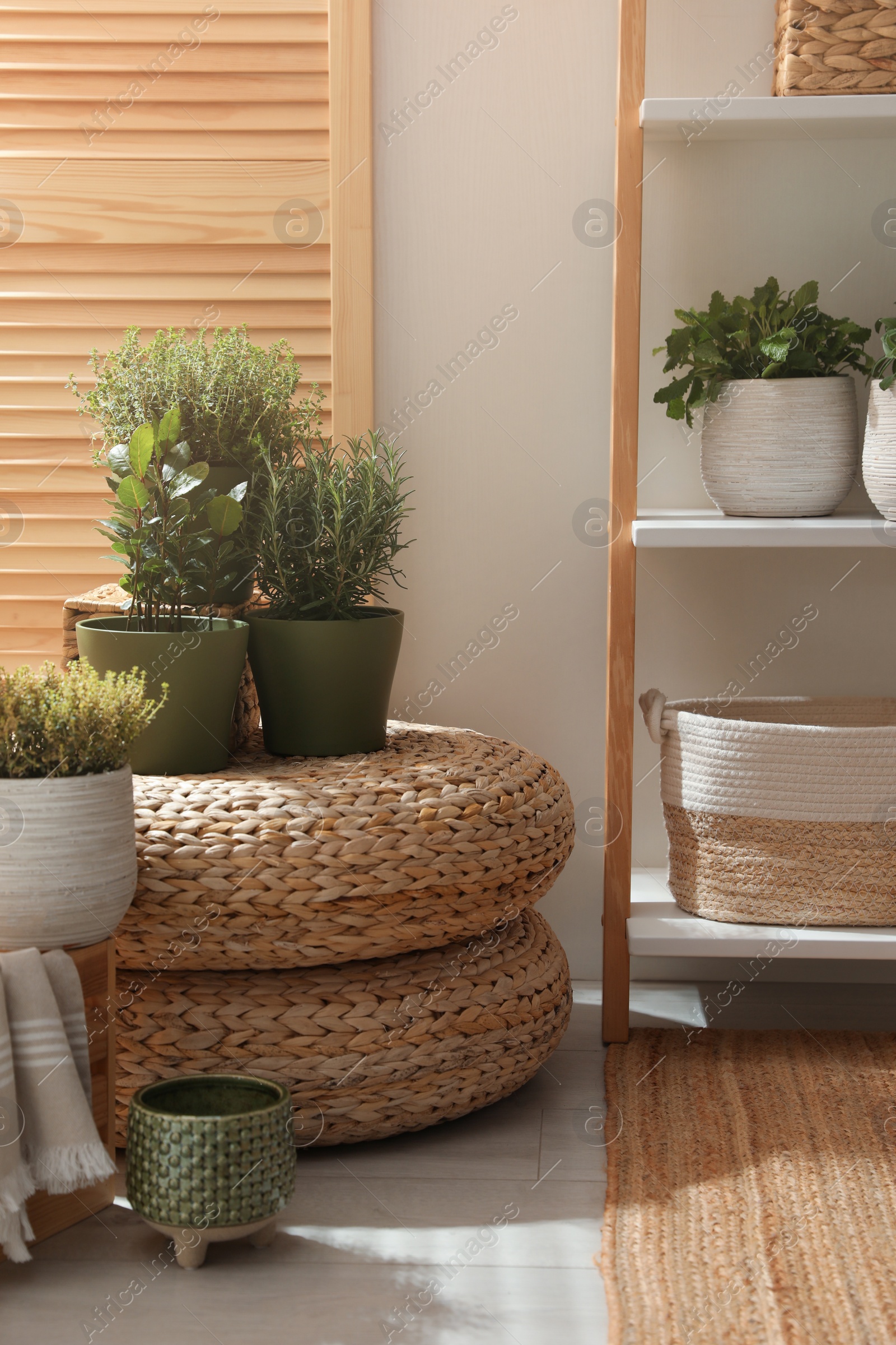 Photo of Different potted herbs in room. Interior design