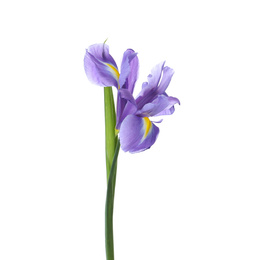 Photo of Beautiful iris isolated on white. Spring flower