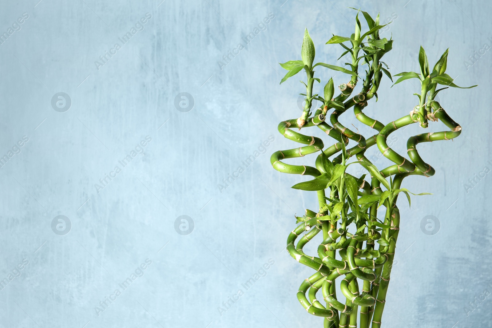 Photo of Green bamboo plant on color background. Space for text