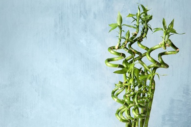 Green bamboo plant on color background. Space for text