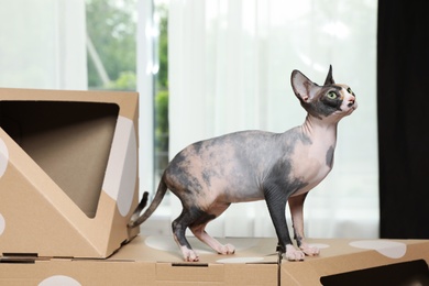 Cute sphynx cat on cardboard house in room. Friendly pet