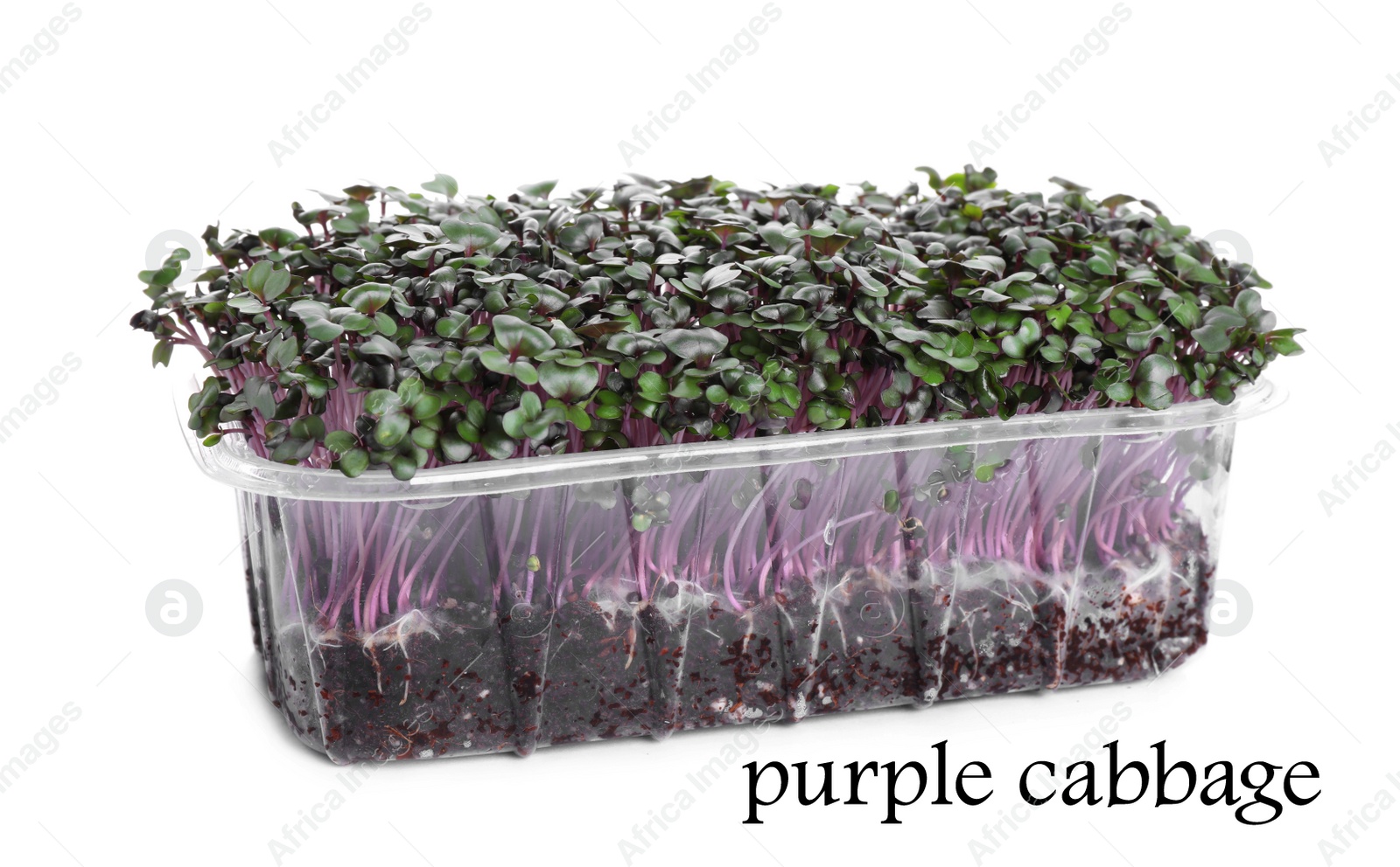 Image of Fresh organic microgreen in plastic container on white background