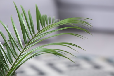Photo of Tropical leaves on blurred background, closeup. Interior design element