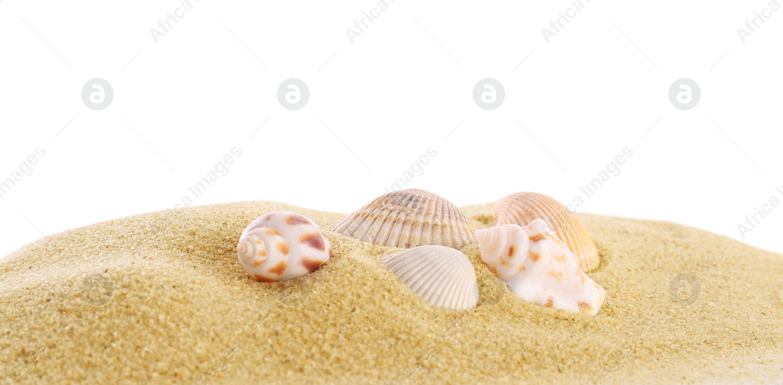 Photo of Beautiful exotic sea shells and sand on white background