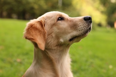 Photo of Cute Labrador Retriever puppy in park, closeup