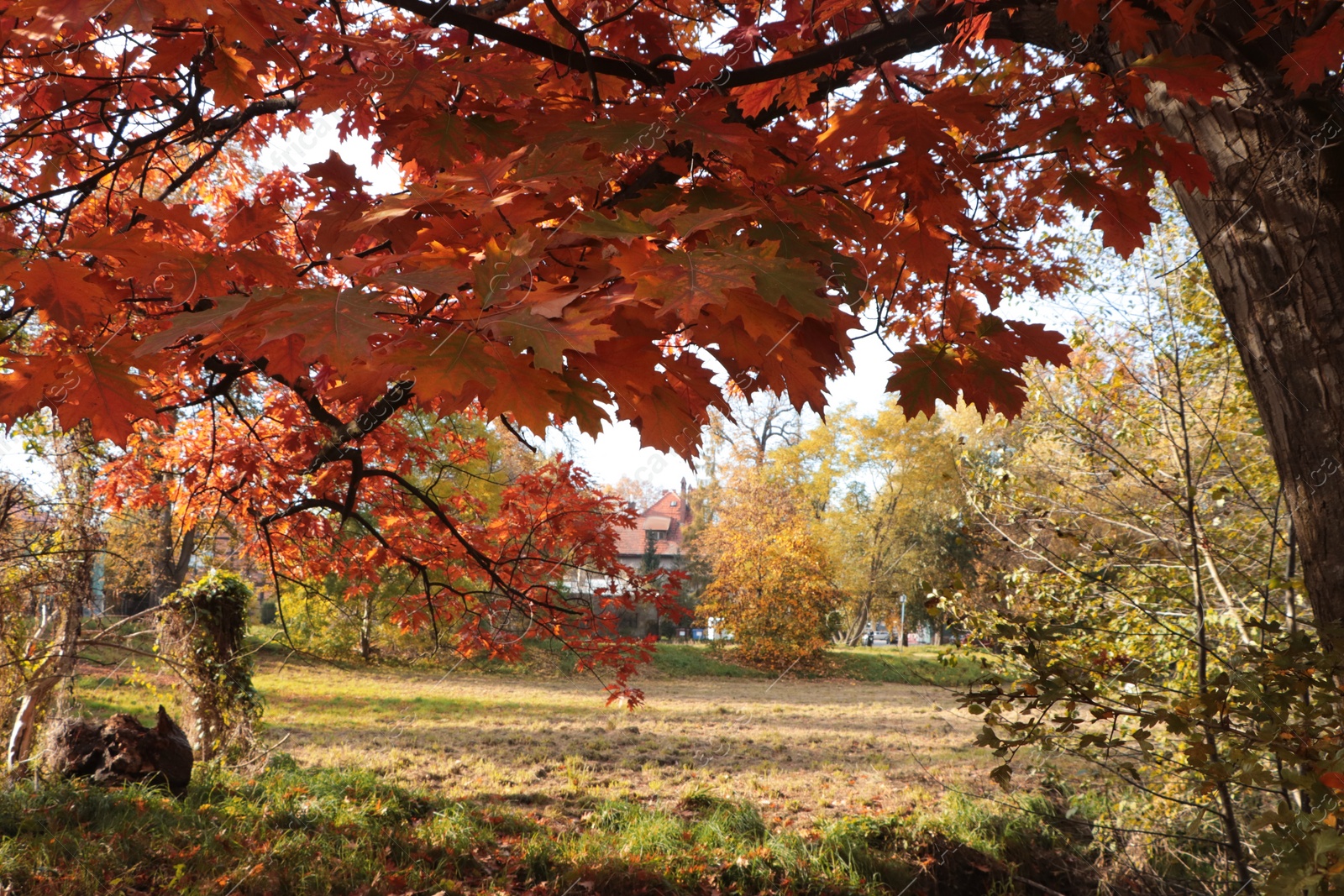 Photo of Picturesque view of park with beautiful trees. Autumn season