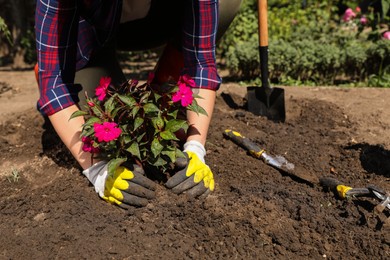 Woman planting flowers outdoors on sunny day, closeup. Gardening time